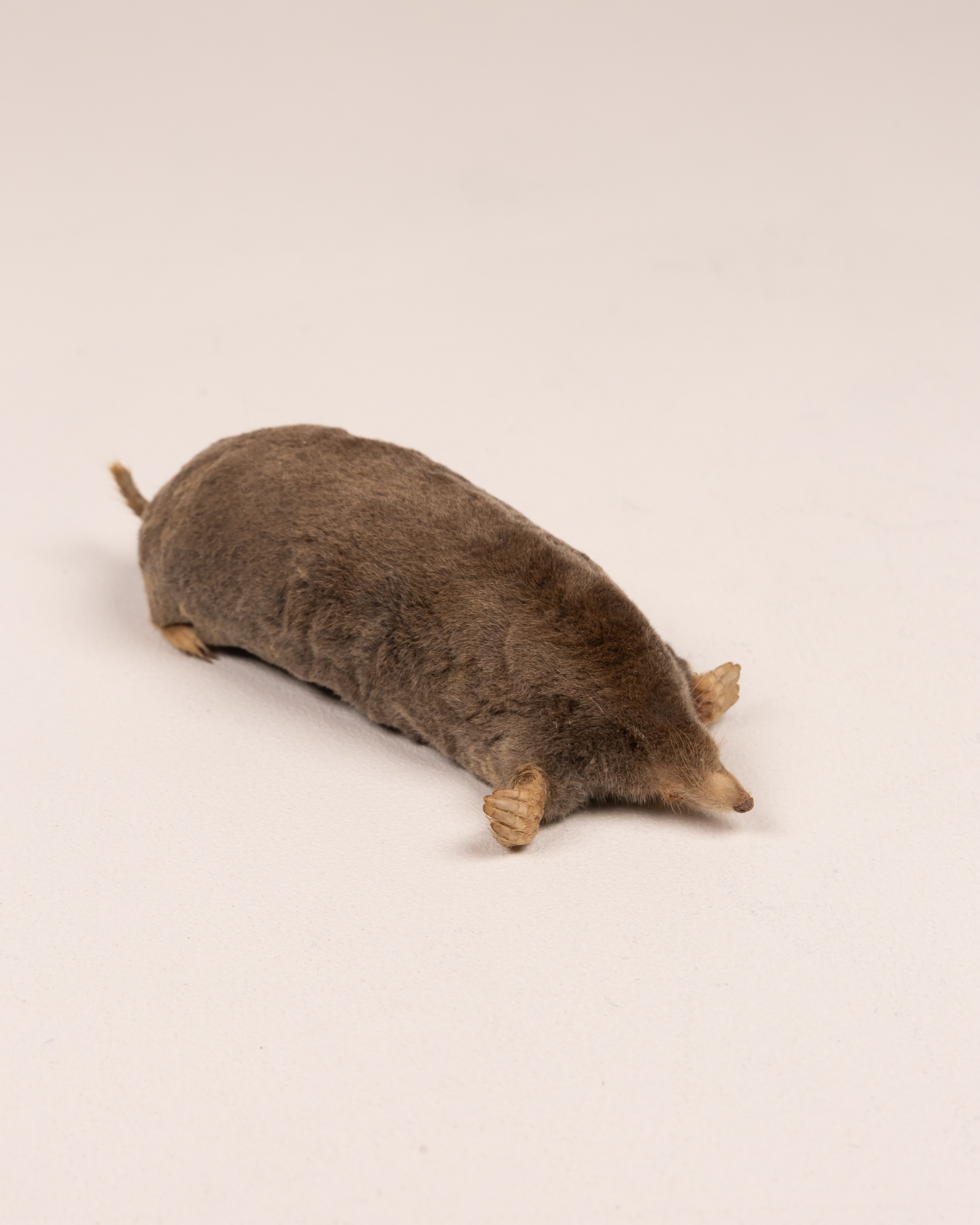 Taxidermy Mole