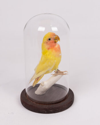 Taxidermy Lovebird in Glass Dome, vibrant yellow and peach plumage, perched on branch, vintage home decor.