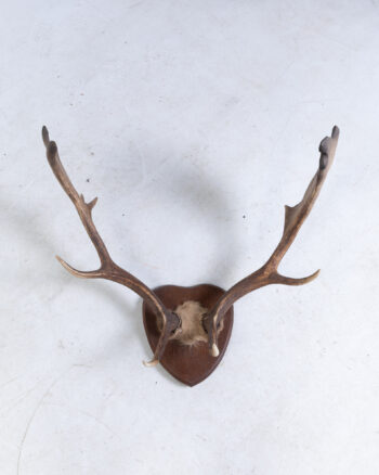 Mounted Moose Antlers on Wooden Plaque