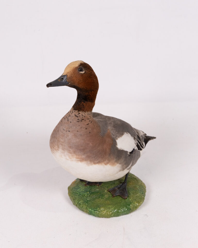 Taxidermy Drake Eurasian Wigeon Duck