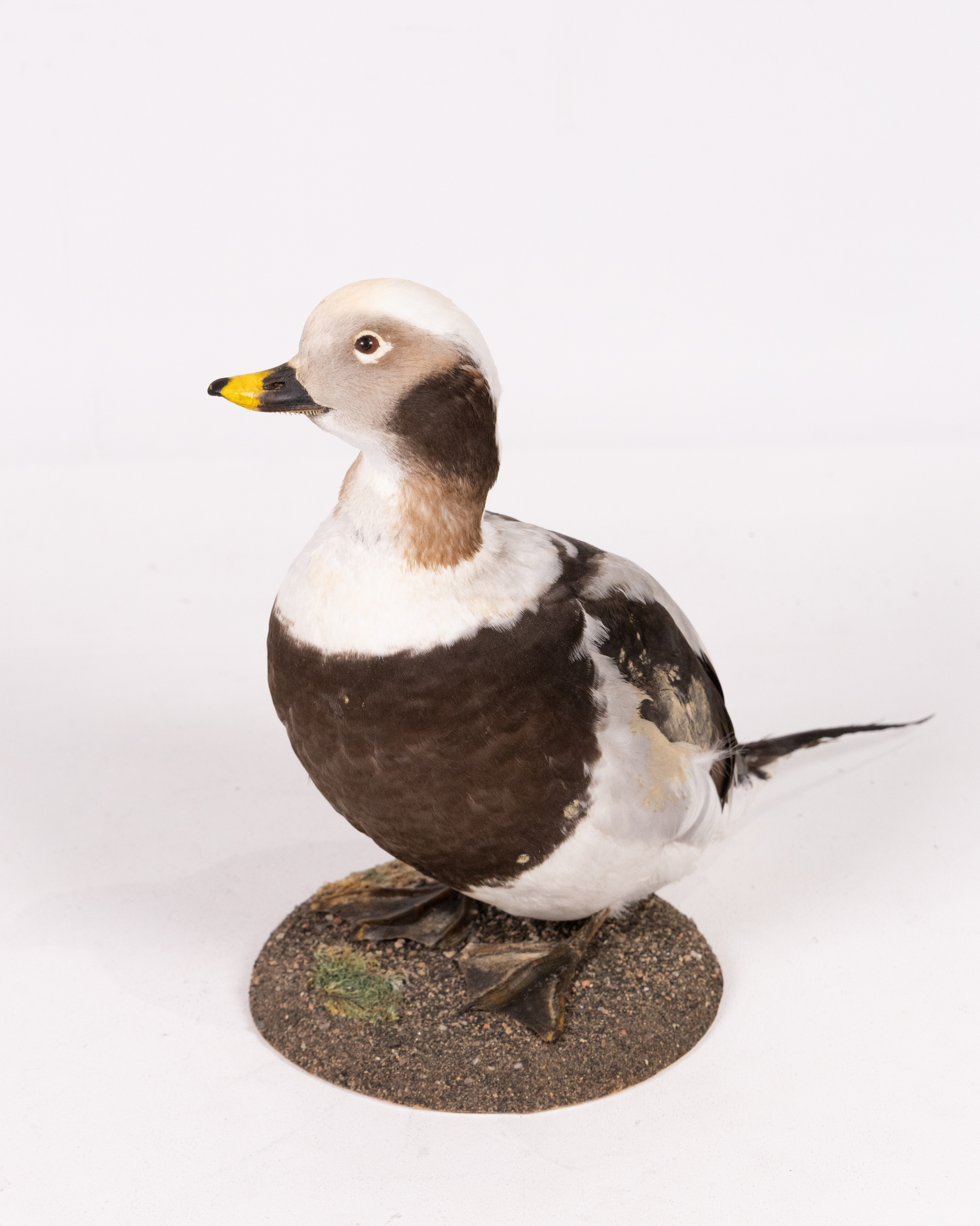 Taxidermy Long Tailed Duck