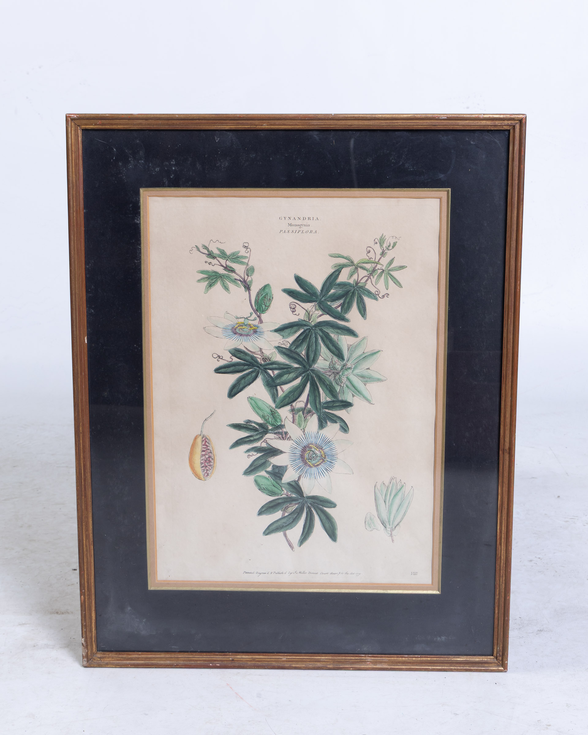 Vintage Framed “Gynandria Monogynia Passiflora” Botanical Print