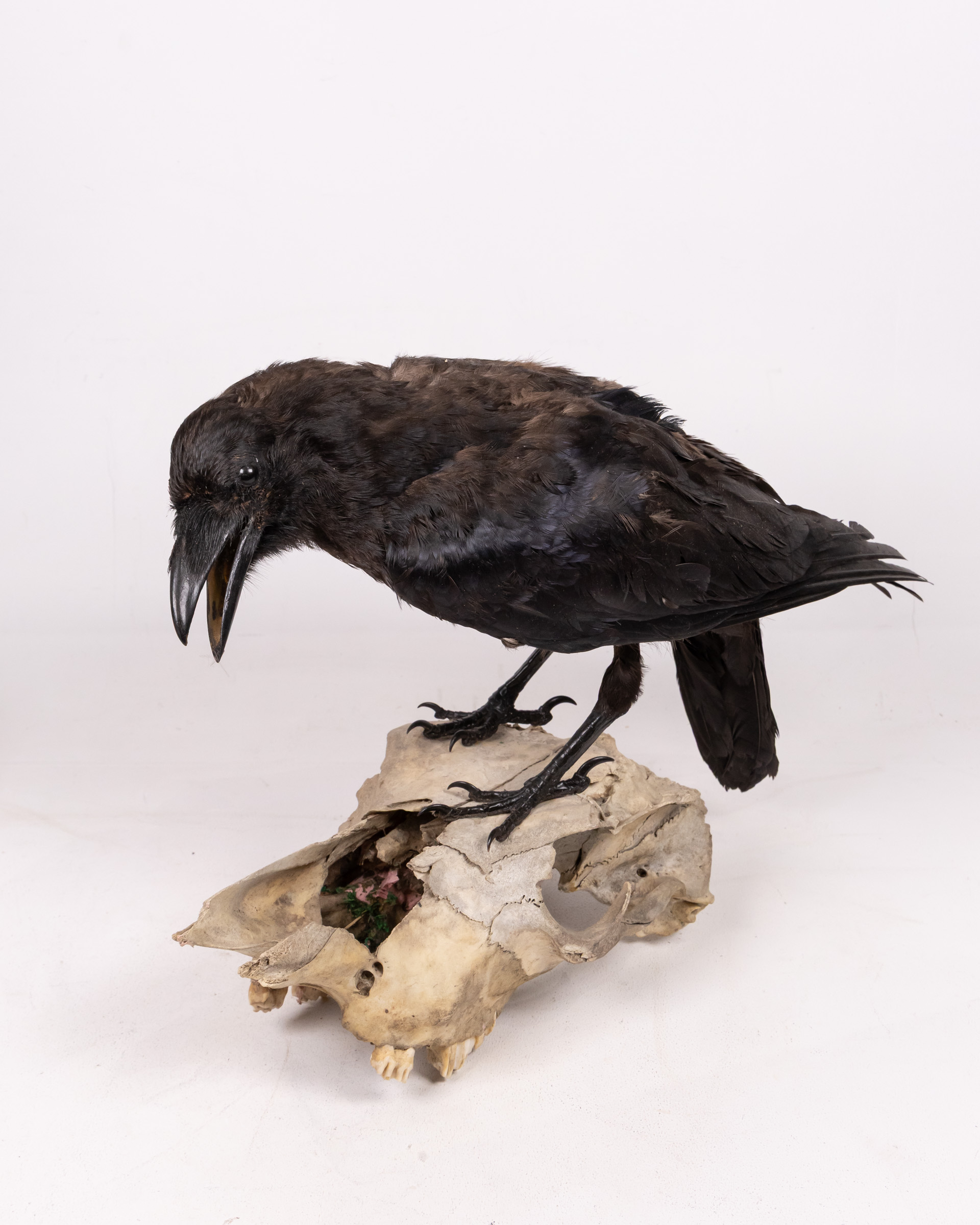 Taxidermy Raven Mounted on Cattle Skull
