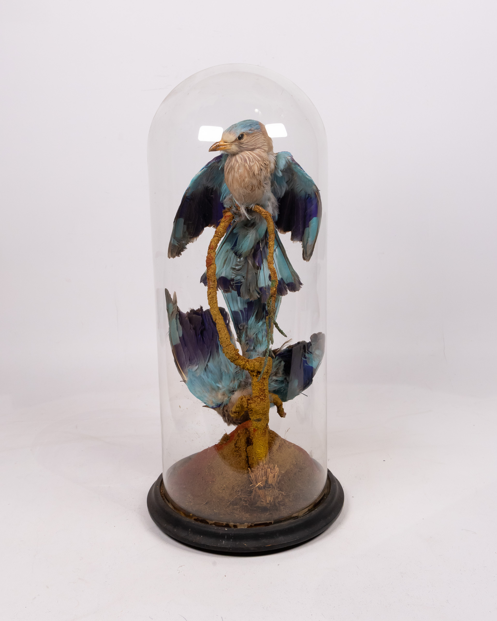 Victorian Taxidermy Pair of Indian Roller Birds in Glass Dome
