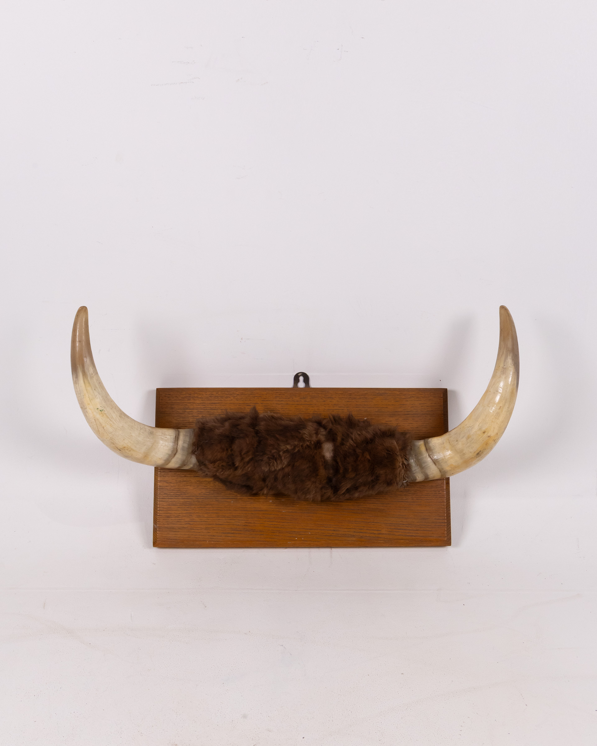 Pair of Mounted Bull Horns