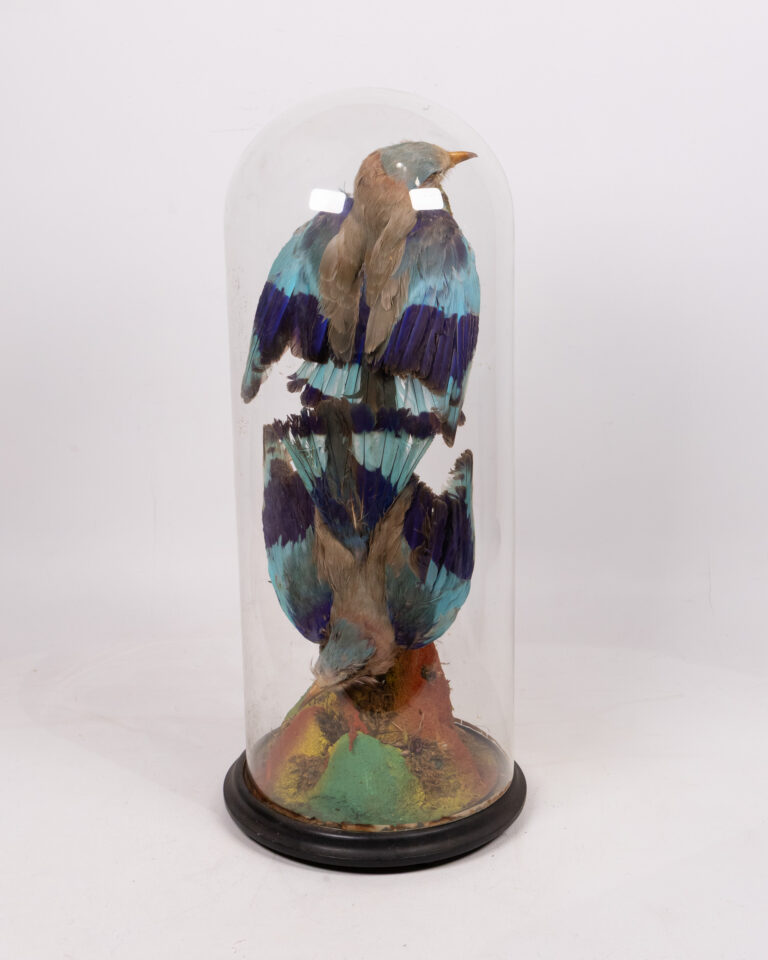 Victorian Taxidermy Pair of Indian Roller Birds in Glass Dome Display