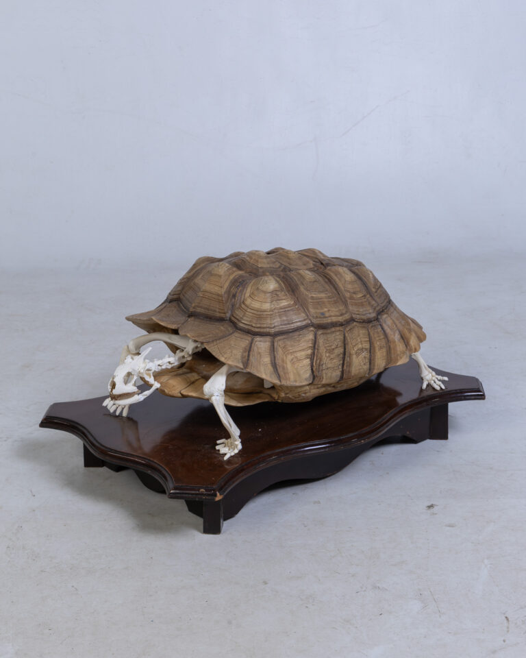 Taxidermy Tortoise Skeleton Display on Wood Stand