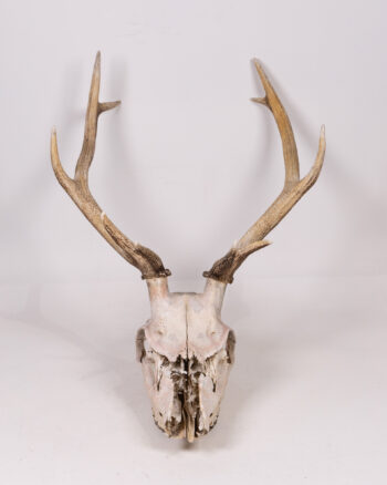 Deer Skull with Antlers