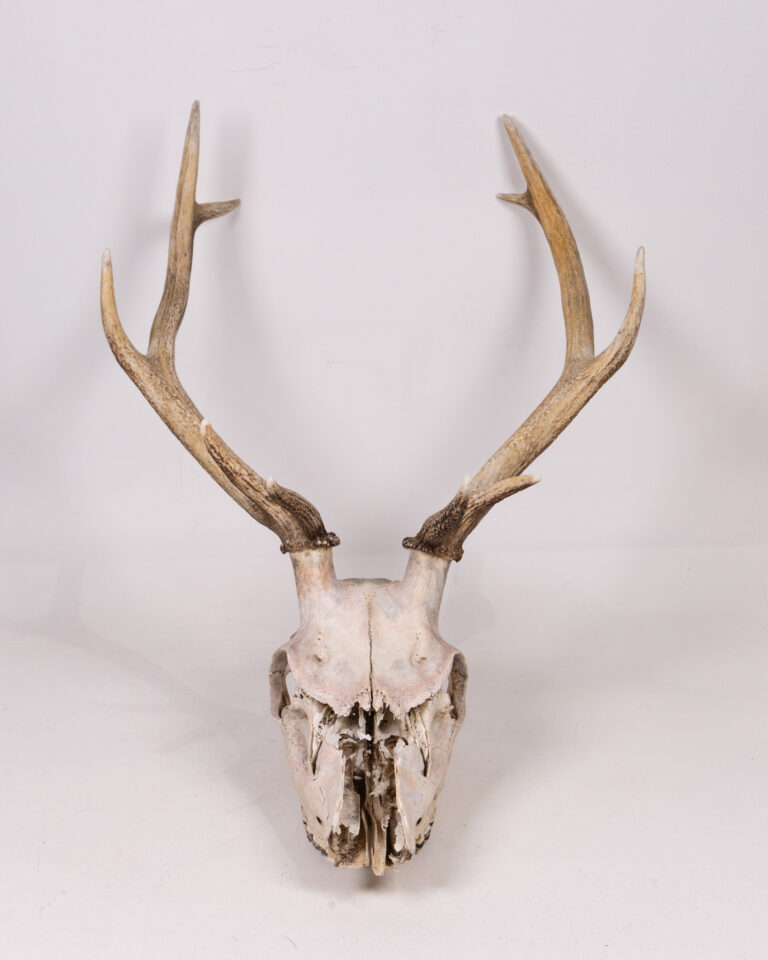 Deer Skull with Antlers