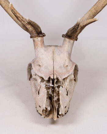 Deer Skull with Antlers