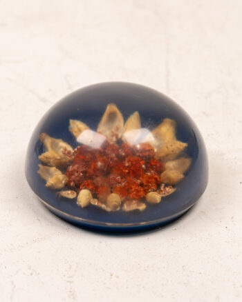 Scottish Midton Crafts Botanical Resin Paperweight
