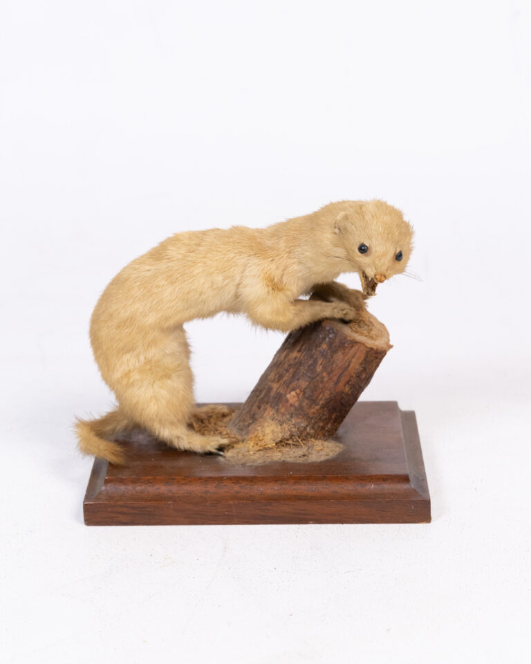 Vintage Taxidermy Ermine Stoat Climbing Wooden Log