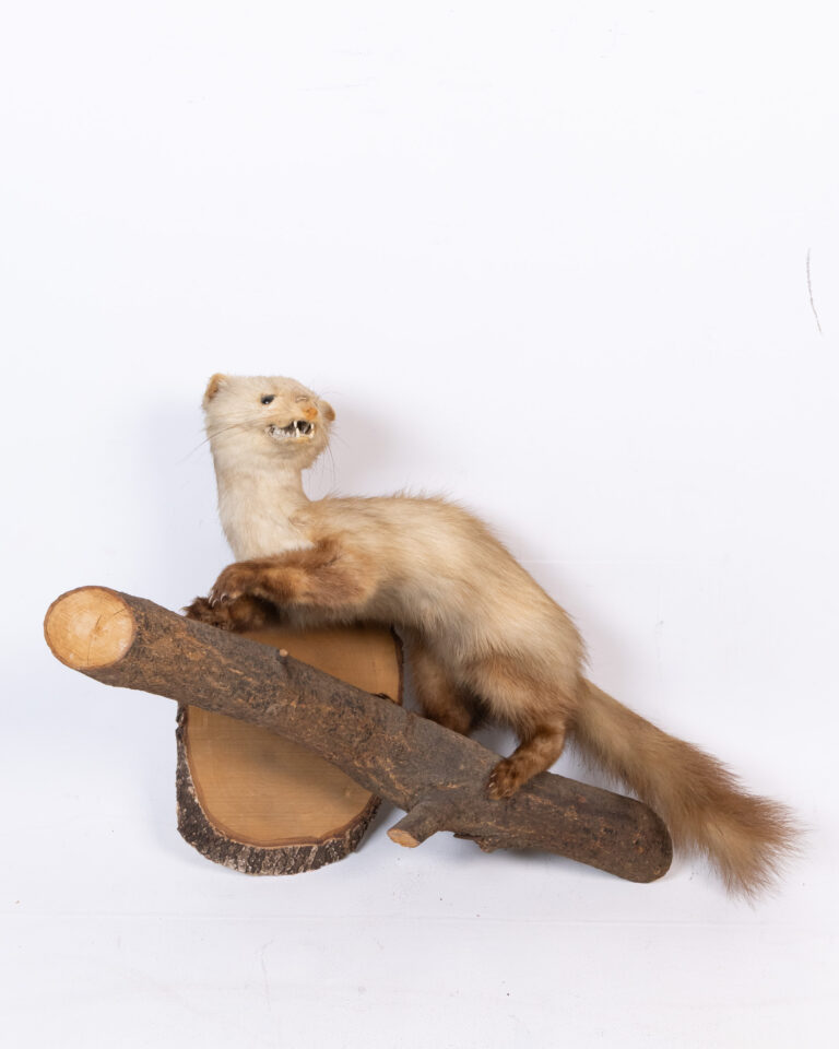 Taxidermy Beech Marten on Wooden Wall Mount