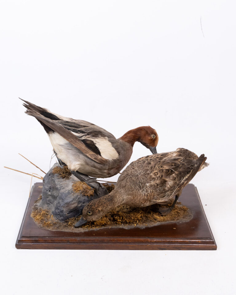 Vintage Taxidermy Diorama Featuring a Pair of Teal Ducks