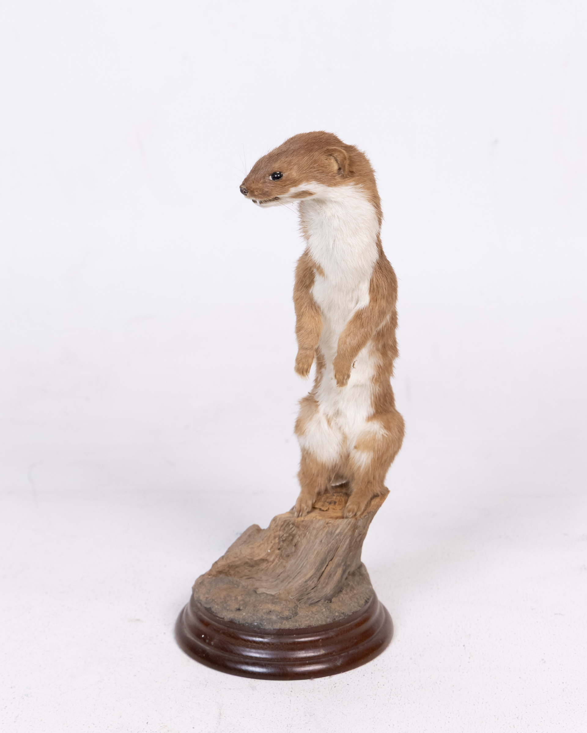 Taxidermy Least Weasel Standing Upright on Wood Base