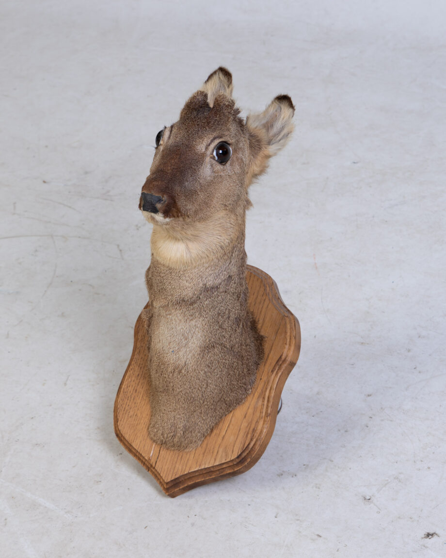 Vintage Taxidermy Roe Deer Head Mount on Wooden Shield Plaque