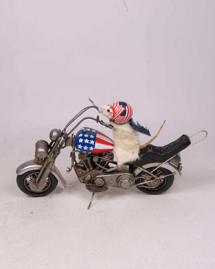 Taxidermy Mouse on American Chopper Motorcycle