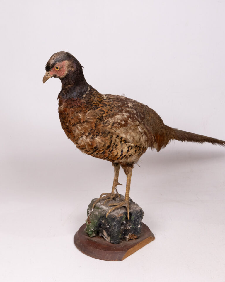 Vintage Taxidermy Pheasant on Faux Rock and Wooden Base