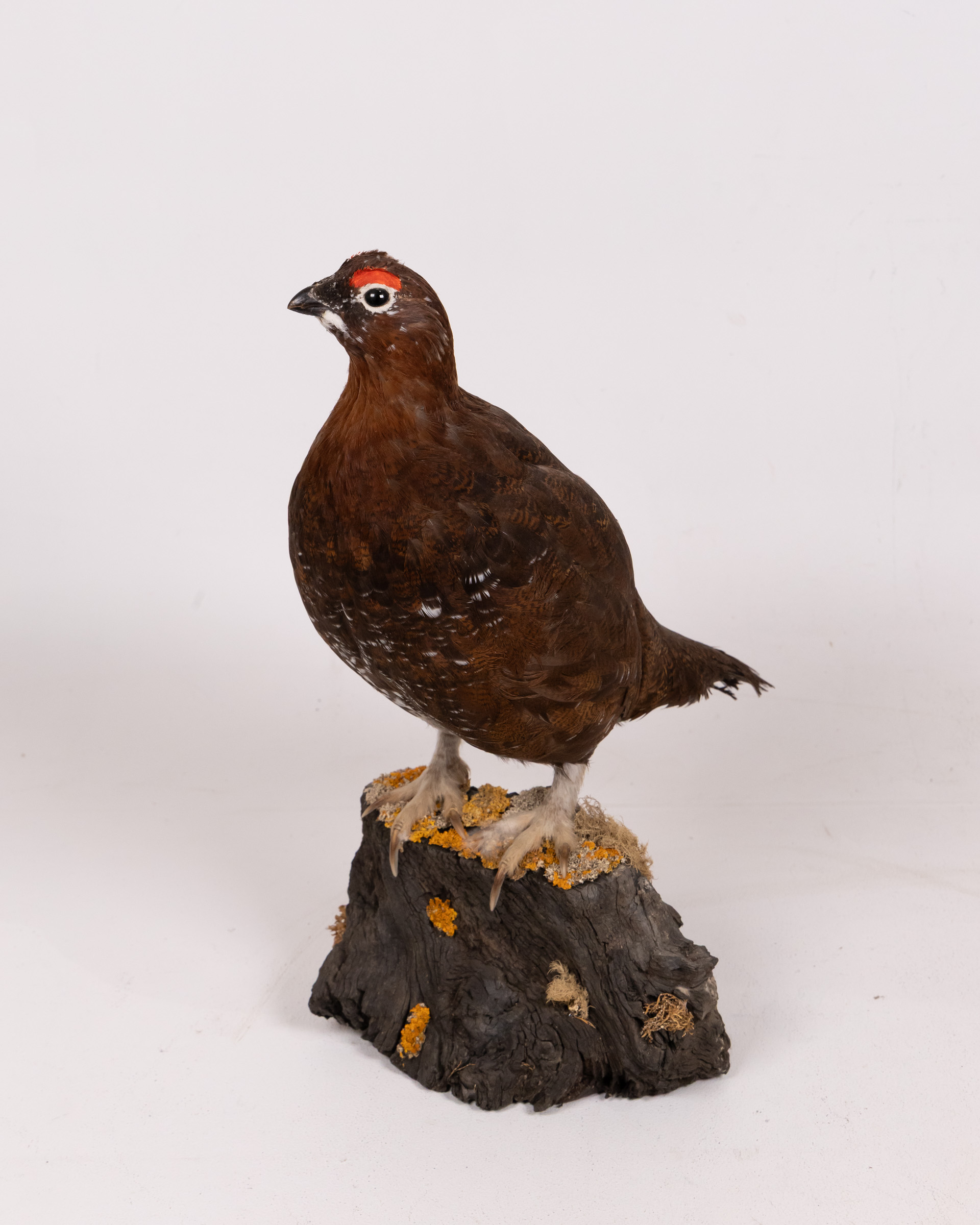 Taxidermy Red Grouse Mounted on Wooden Base