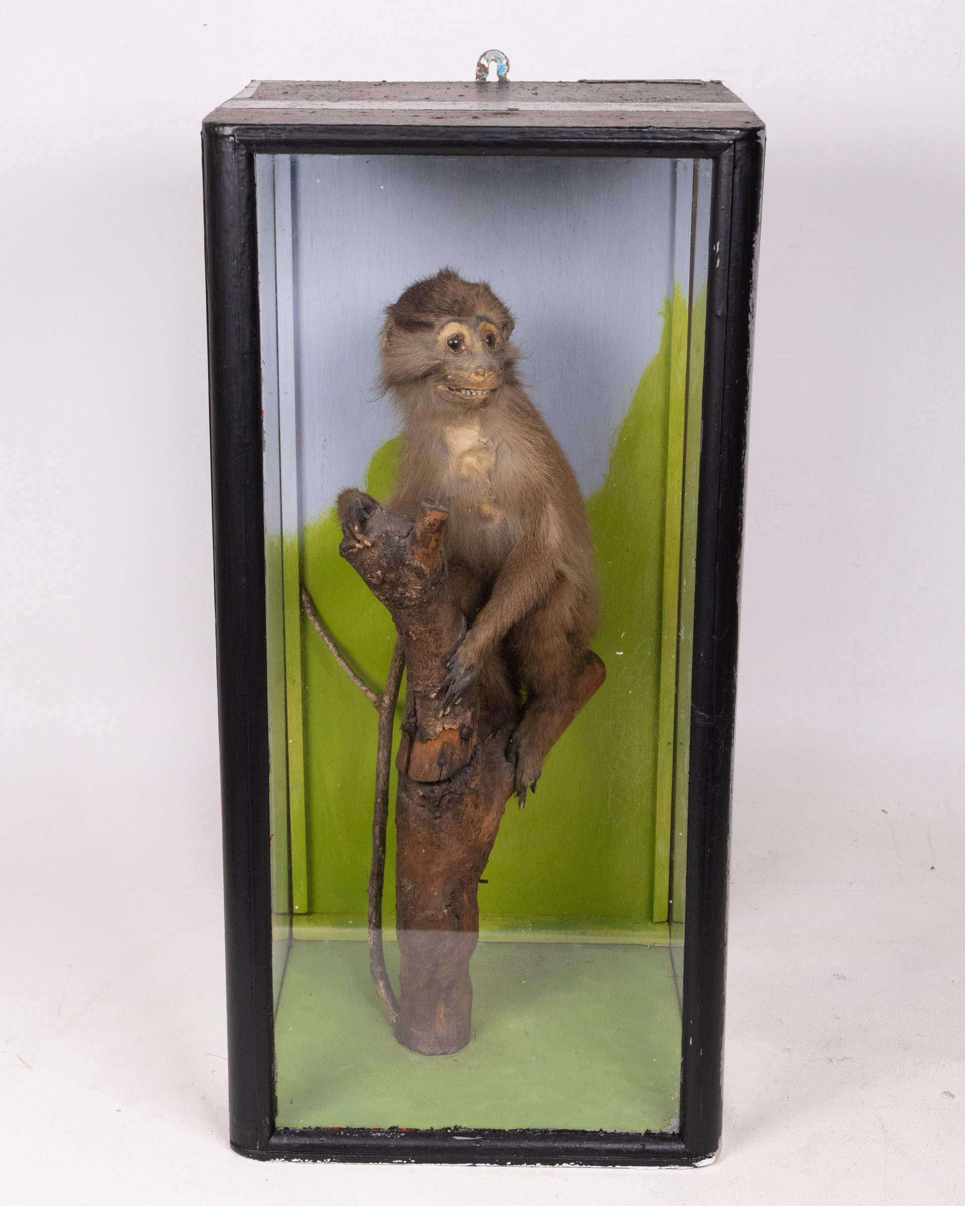 Vintage Taxidermy Vervet Monkey in Glass Display Case