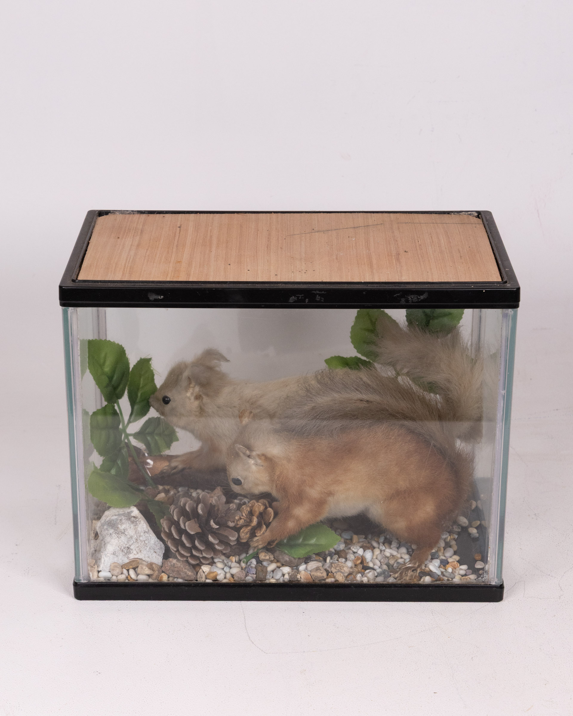 Taxidermy Red Squirrels Display in Glass Case