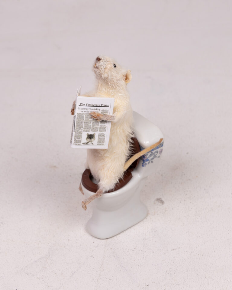 Taxidermy Mouse on Toilet Reading 'The Taxidermy Times'