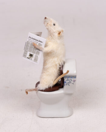Taxidermy Mouse on Toilet Reading ‘The Taxidermy Times’