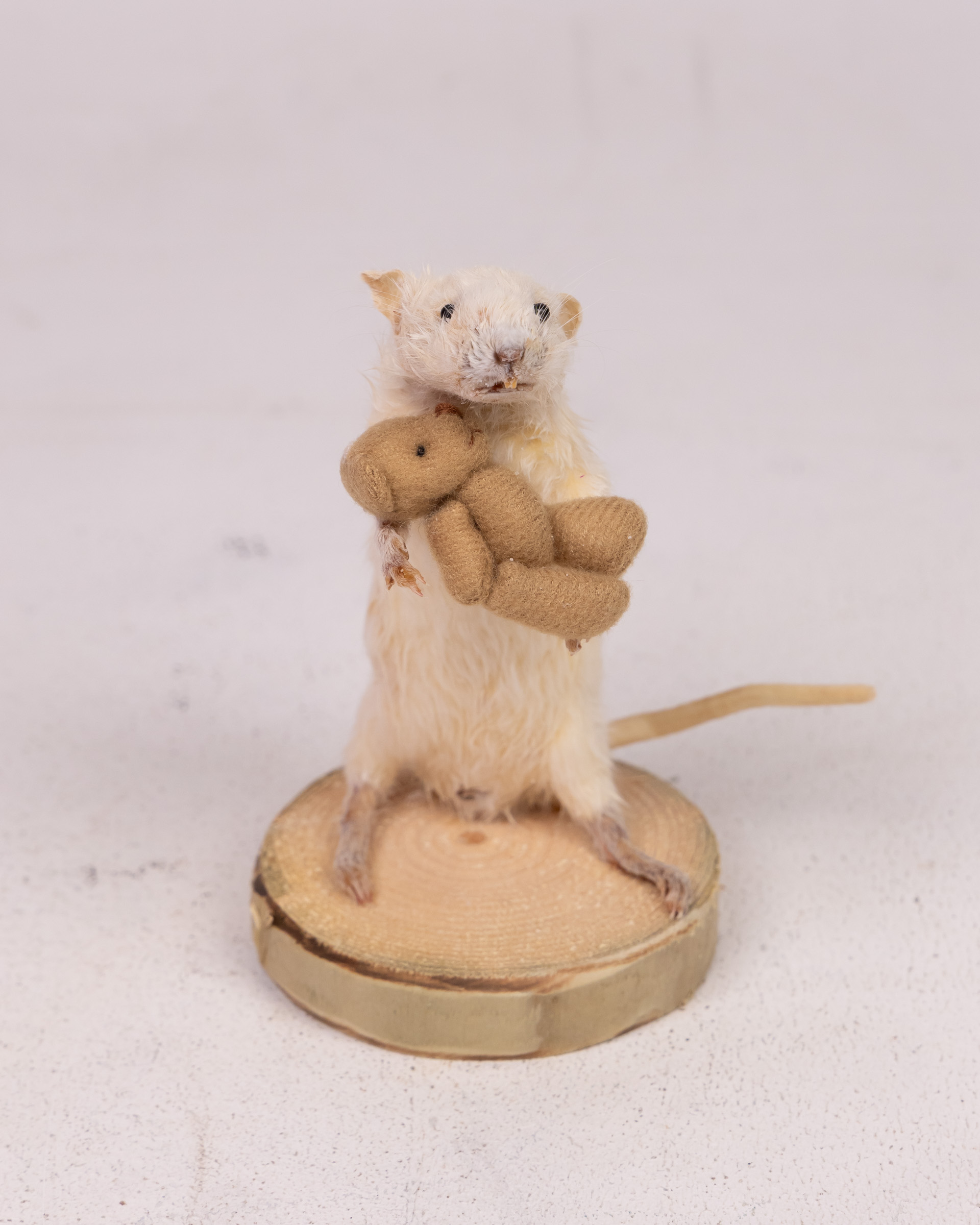 Taxidermy Mouse with Teddy Bear