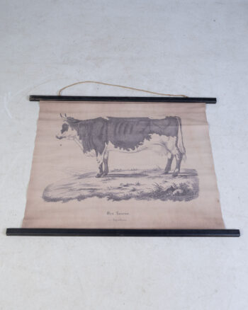 Reproduction ‘Bos Taurus’ Bull Natural History Scroll Print