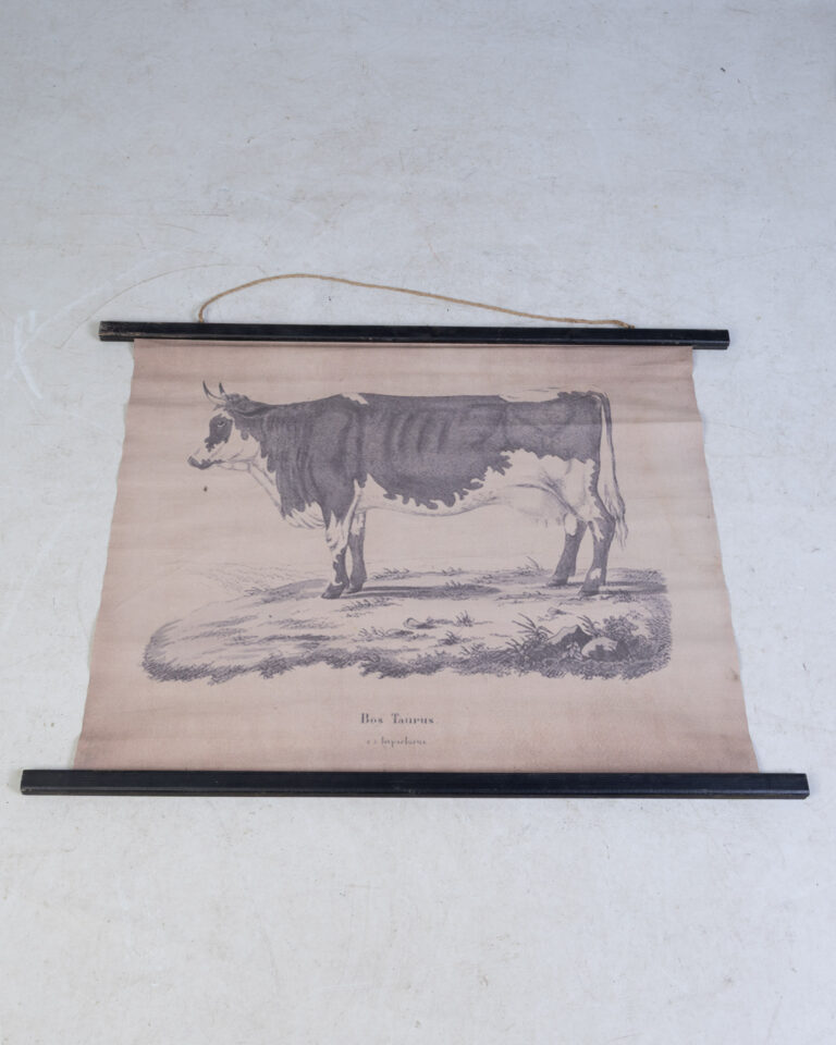 Reproduction 'Bos Taurus' Bull Natural History Scroll Print