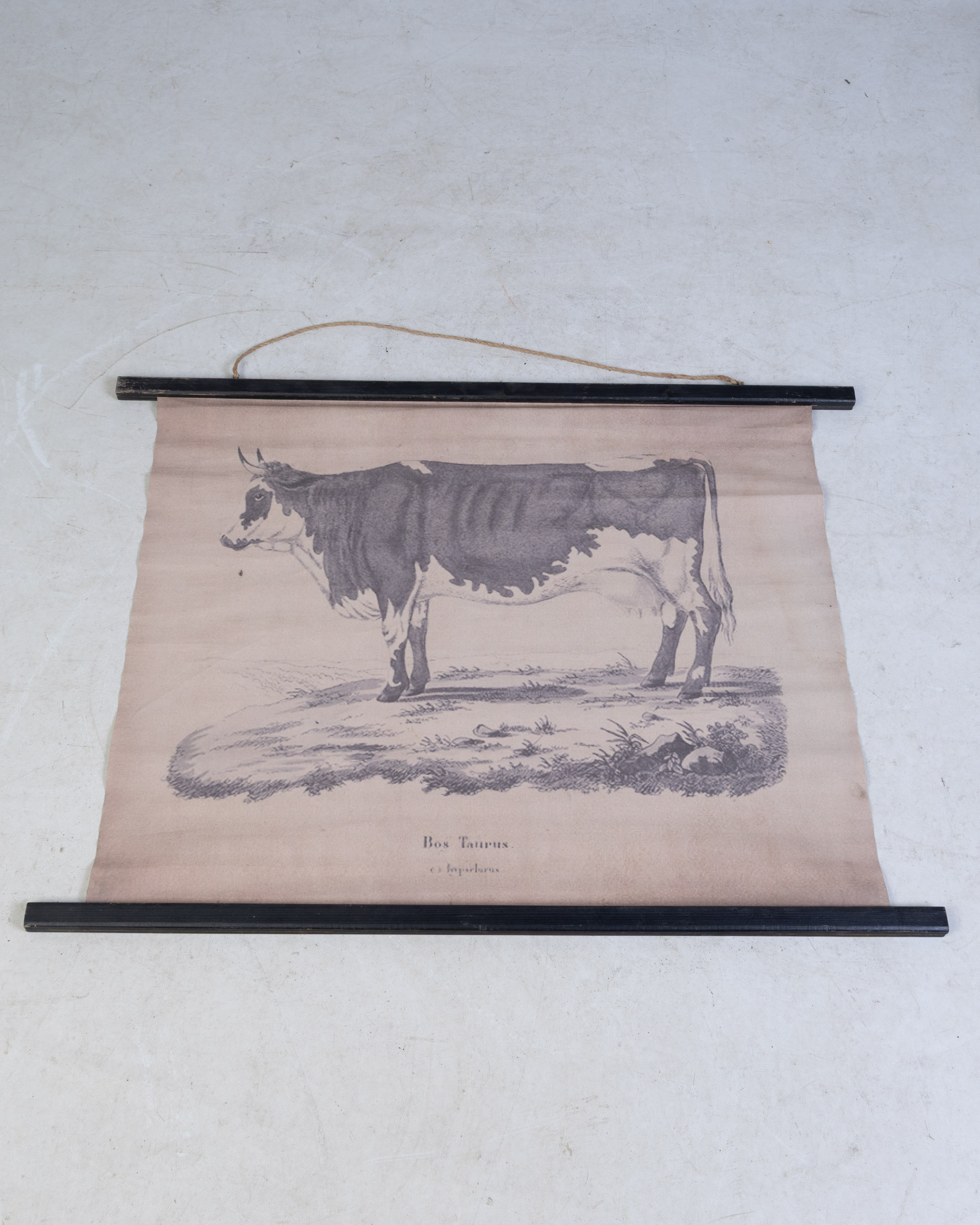 Reproduction ‘Bos Taurus’ Bull Natural History Scroll Print