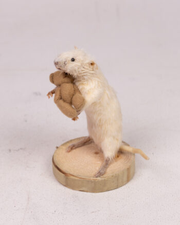 Taxidermy Mouse with Teddy Bear
