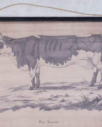 Reproduction ‘Bos Taurus’ Bull Natural History Scroll Print
