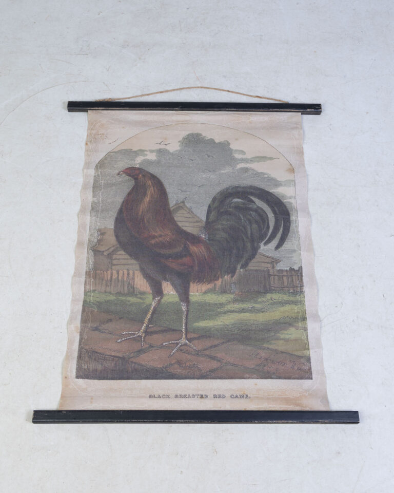 Reproduction 'Black Breasted Red Game' Natural History Scroll Print