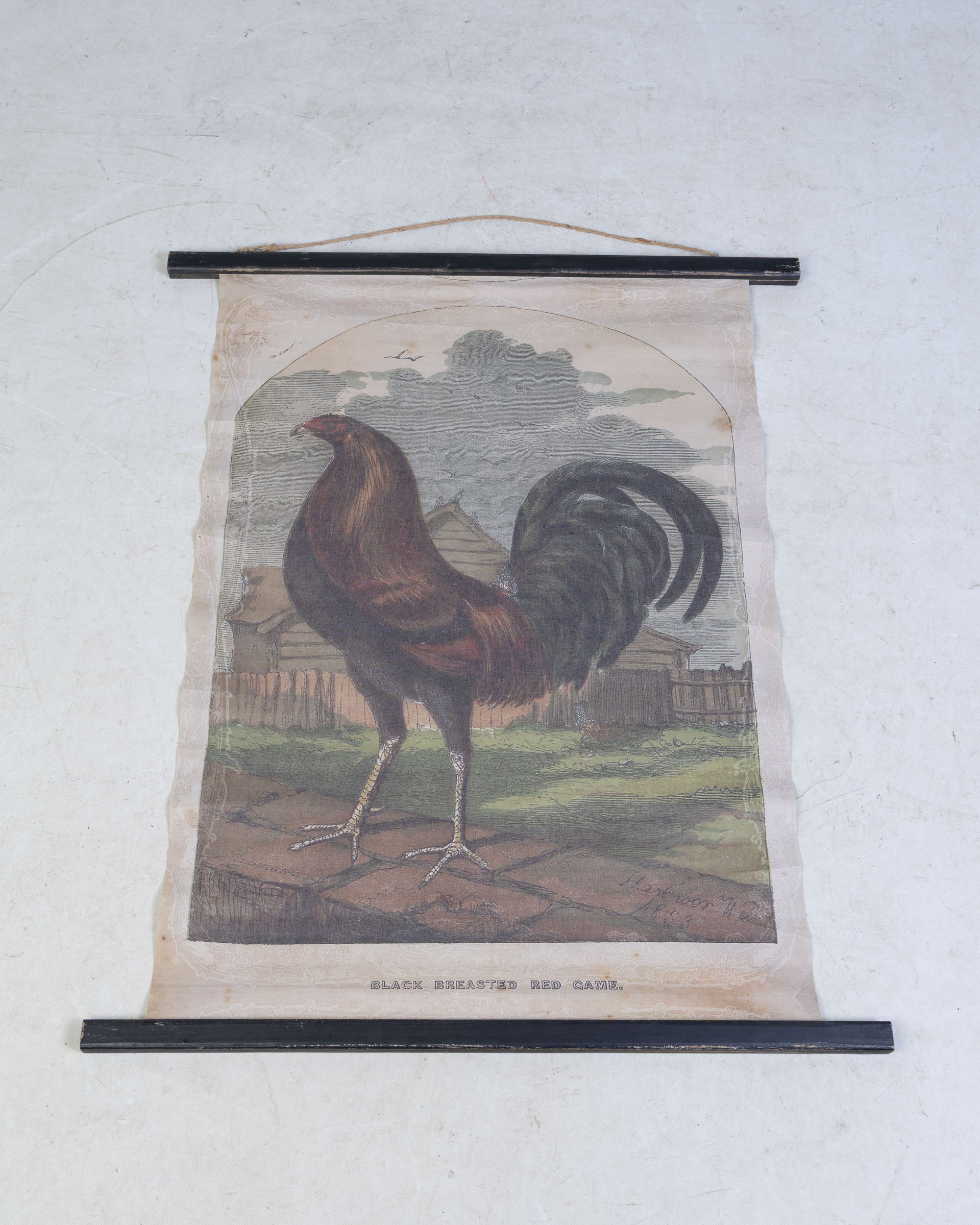Reproduction ‘Black Breasted Red Game’ Natural History Scroll Print
