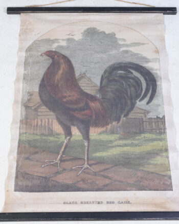 Reproduction ‘Black Breasted Red Game’ Natural History Scroll Print