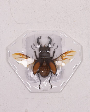 Taxidermy Yellow Stag Beetle