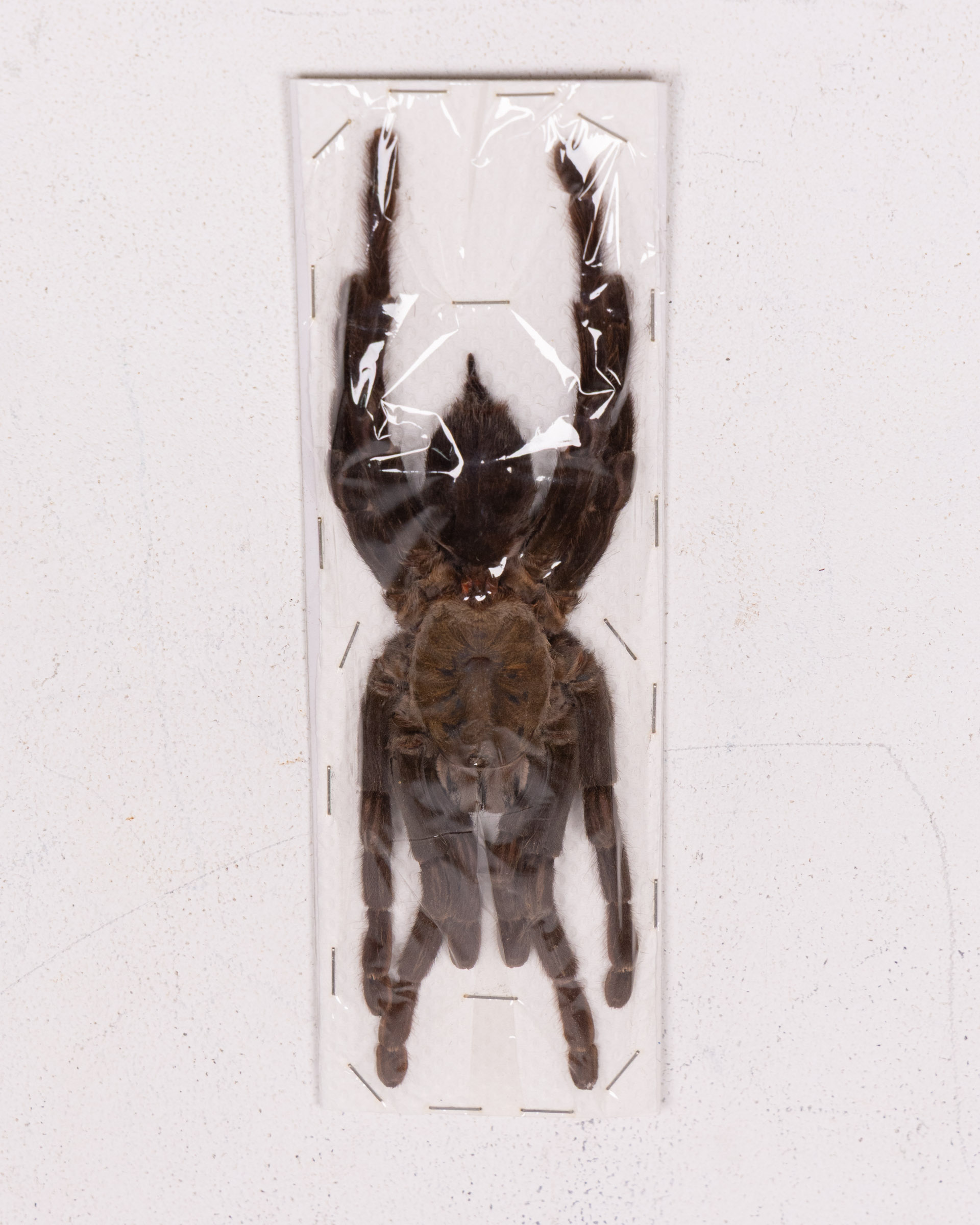 Taxidermied Tarantula Spider