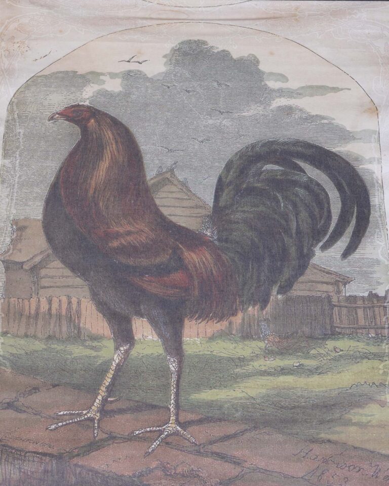 Antique Style 'Black Breasted Red Game' Rooster Framed Print