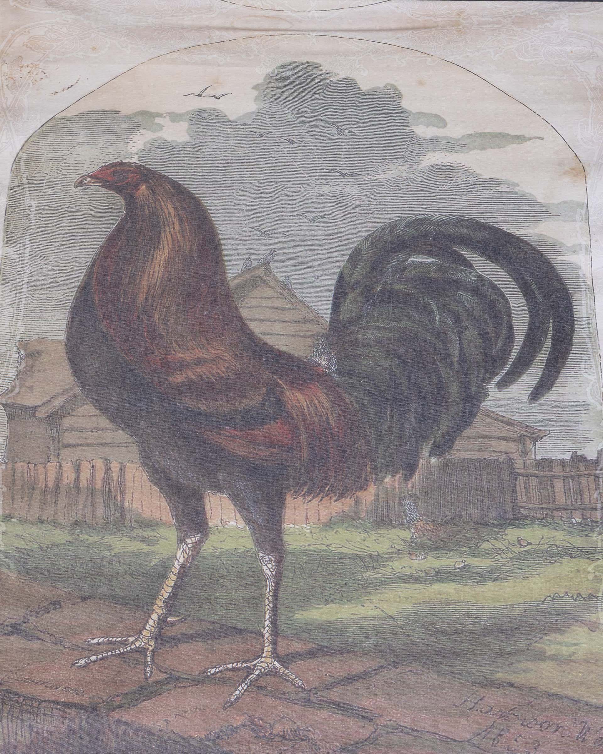 Antique Style ‘Black Breasted Red Game’ Rooster Framed Print