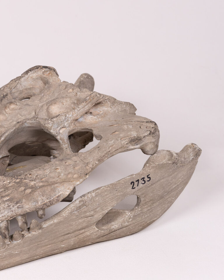 Grey Crocodile Skull Replica Stone Decoration
