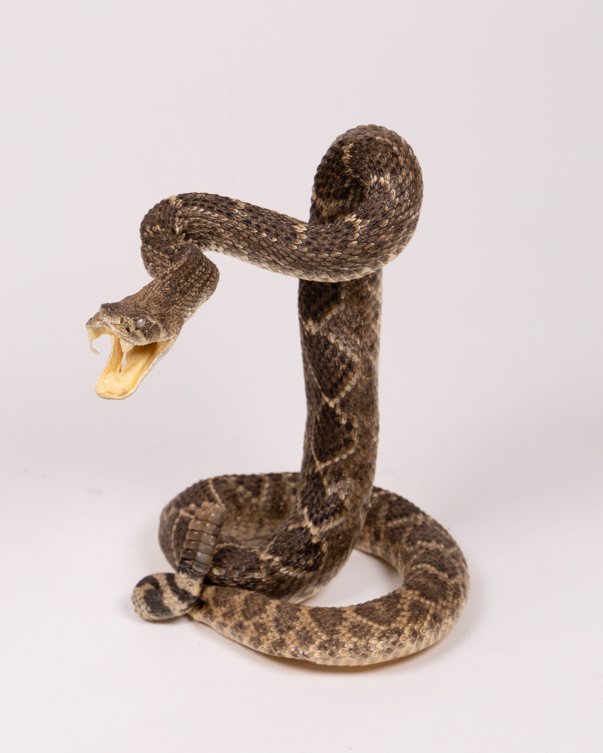 Taxidermy Rattlesnake with Open Mouth Coiled Display Unique Decor Piece