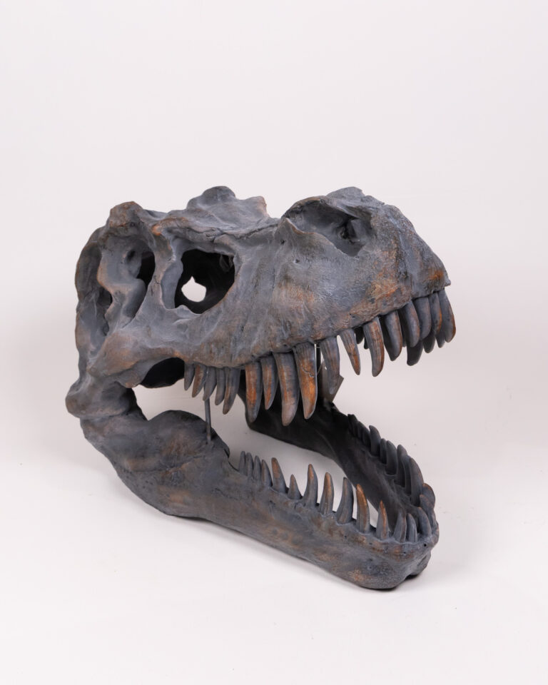 Realistic T-Rex Dinosaur Skull Replica, Grey & Brown Fossil-Look