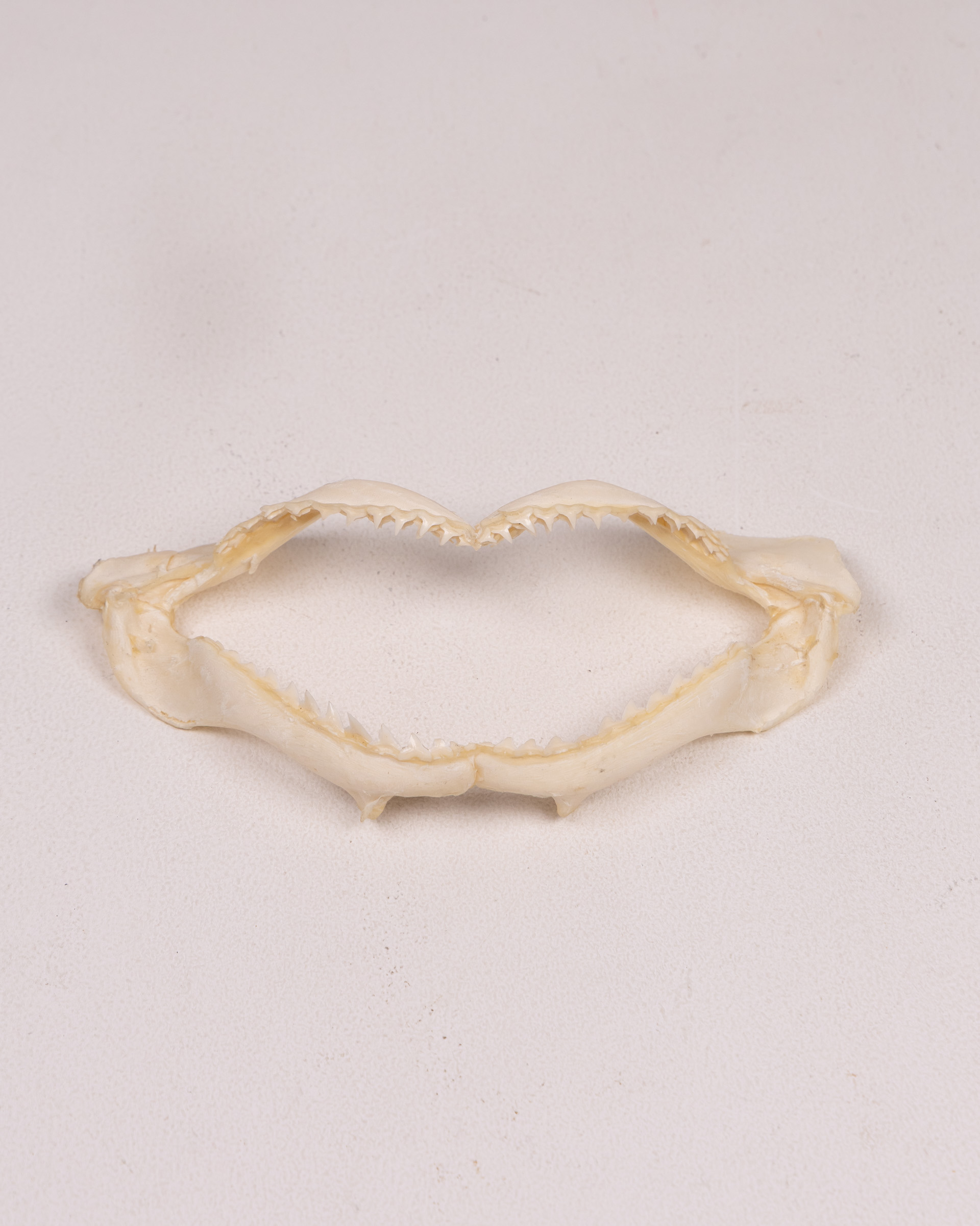 Shark Jaw Bone with Teeth