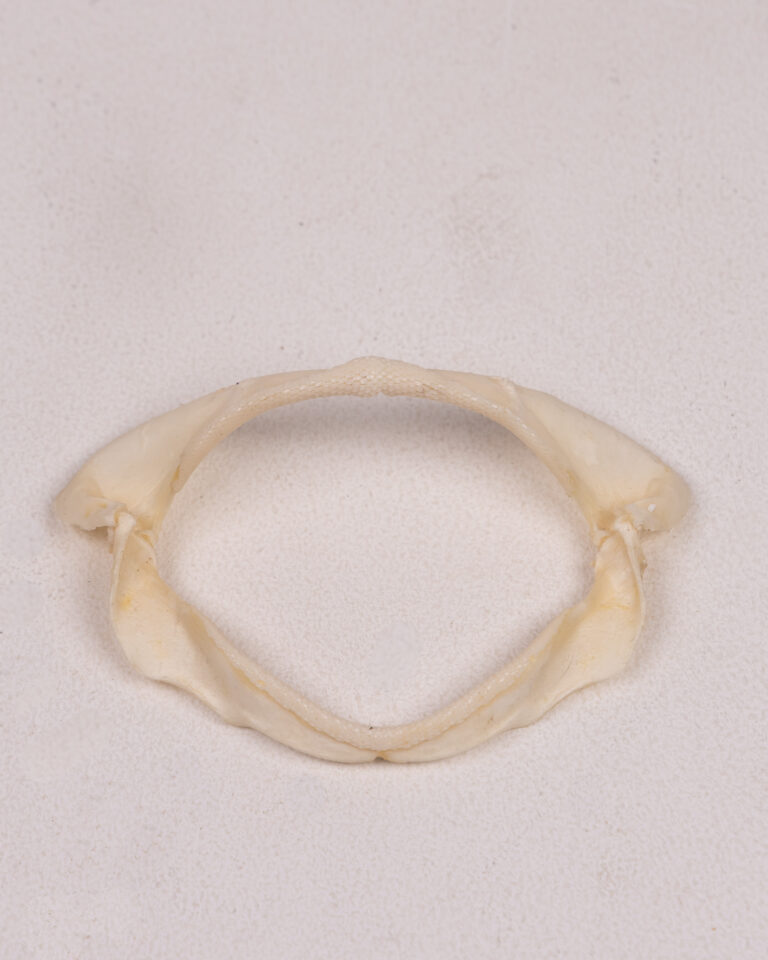 Pharyngeal Ray Jaw with Teeth