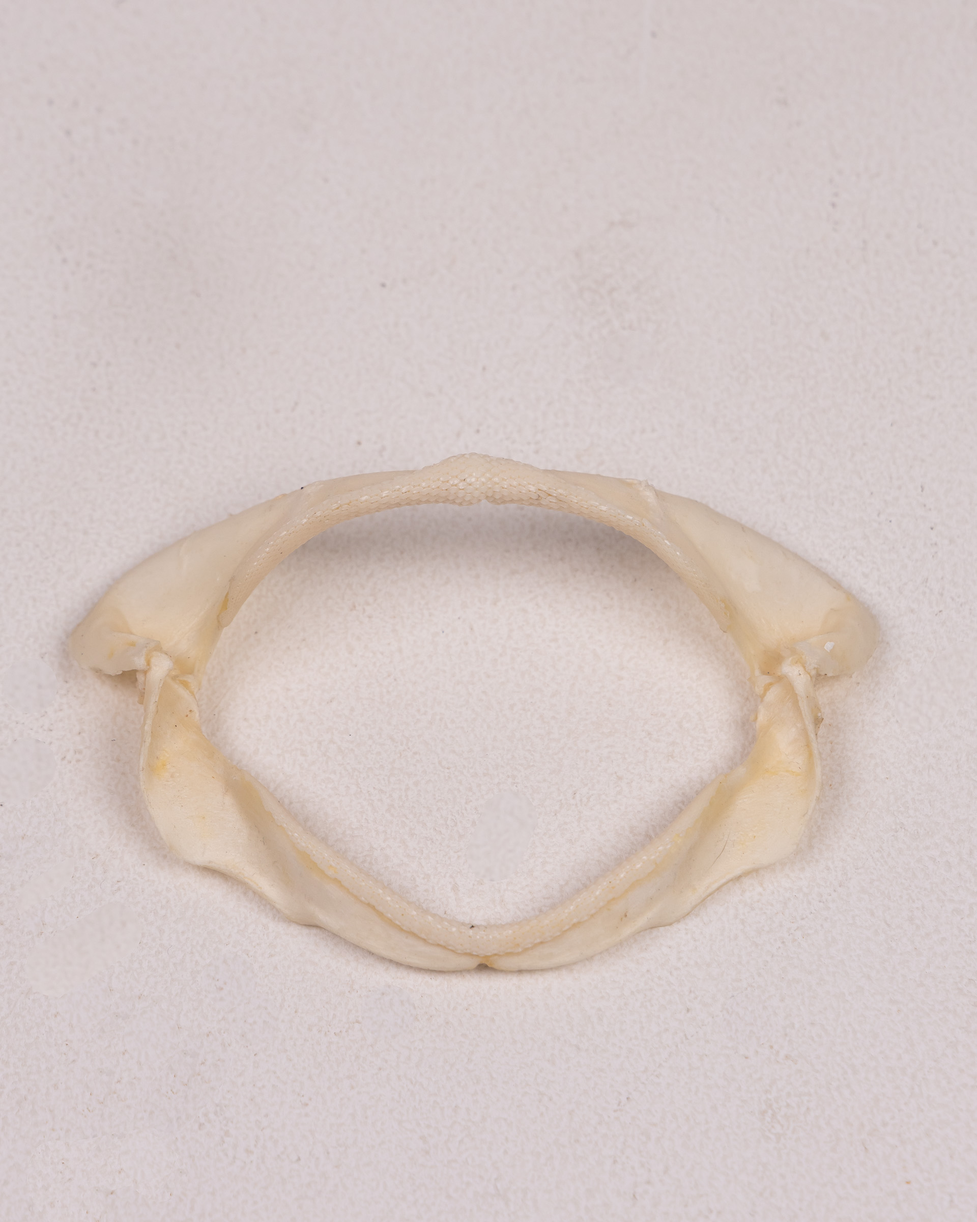 Pharyngeal Ray Jaw with Teeth
