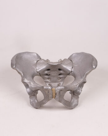 Aluminium cast Human Pelvis with Modern Style