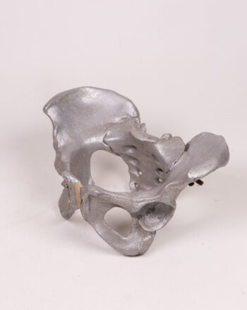 Aluminium cast Human Pelvis with Modern Style