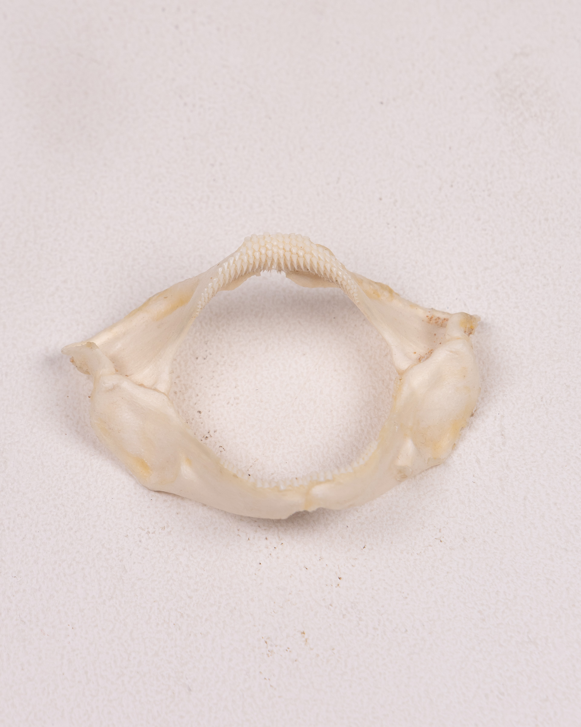 Pharyngeal Ray Jaw with Teeth