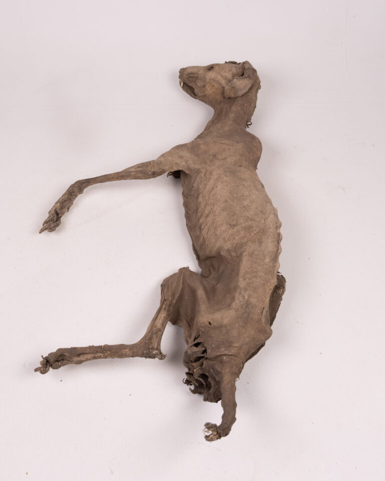 Natural Mummified Red Fox Vulpes Vulpes